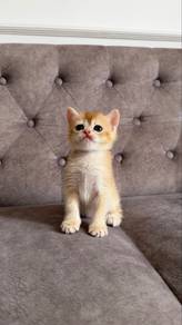 NY12 Female baby bsh Golden