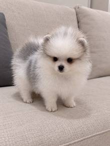 Pomeranian Parti Male Puppy PROMO