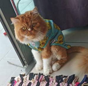 Kucing - Pets for sale in Malaysia - Mudah.my