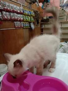 Anak kucing parsi - Pets for sale in Malaysia - Mudah.my