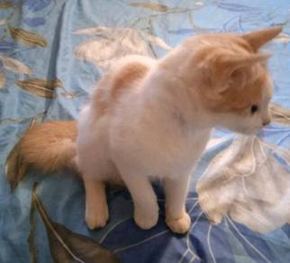 Kucing - Pets for sale in Malaysia - Mudah.my