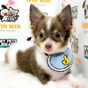 Chihuahua Puppy Almost Anything For Sale In Malaysia Mudah My