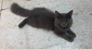 Grey cat - Pets for sale in Malaysia - Mudah.my