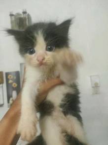 Kucing - Pets for sale in Malaysia - Mudah.my