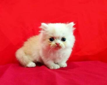 Munchkin Kitten Almost Anything For Sale In Malaysia Mudah My Mobile