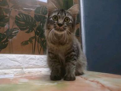 Kucing - Pets for sale in Malaysia - Mudah.my