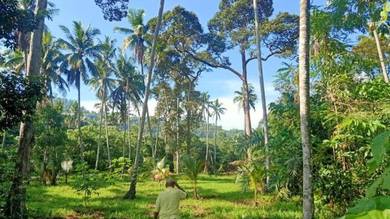 Tanah Dusun 3.87 Ekar Lenggeng Negeri Sembilan