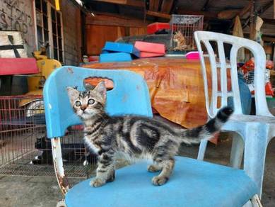 Kucing bengal - Pets for sale in Malaysia - Mudah.my