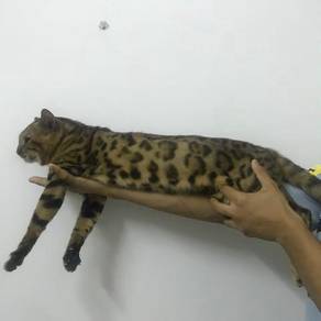 Bengal - Pets for sale in Malaysia - Mudah.my