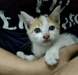 Cat - All Leisure/Sports/Hobbies for sale in Malaysia - Mudah.my 