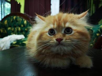 Kucing maincoon - Pets for sale in Malaysia - Mudah.my