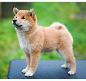 Shiba Inu Puppy Almost Anything For Sale In Malaysia Mudah My