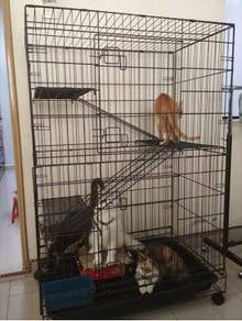 Cat Almost Anything For Sale In Malaysia Mudah My