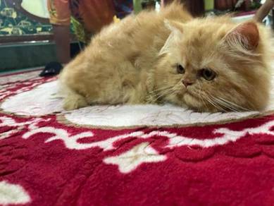 Kucing maine coon - Pets for sale in Malaysia - Mudah.my