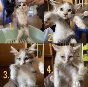 Anak kucing - Almost anything for sale in Malaysia - Mudah.my