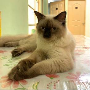 Kucing - Pets for sale in Malaysia - Mudah.my