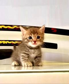 Kucing cantik - Pets for sale in Malaysia - Mudah.my
