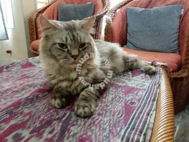 Pure Maine Coon Pets For Sale In Malaysia Mudah My