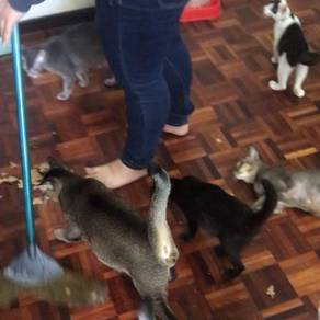 Kucing - Pets for sale in Malaysia - Mudah.my