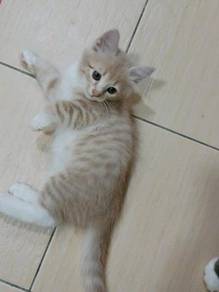 Kucing - Pets for sale in Malaysia - Mudah.my