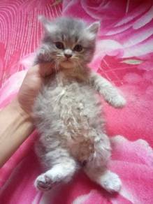 Kucing cat - Pets for sale in Malaysia - Mudah.my