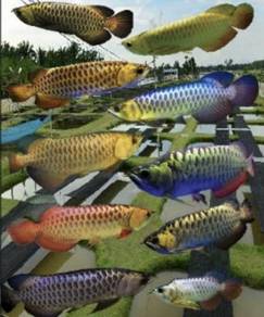 Malaysia golden blue base