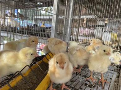 Ayam Pets For Sale In Malaysia Mudah My