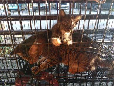 Kucing - Pets for sale in Malaysia - Mudah.my