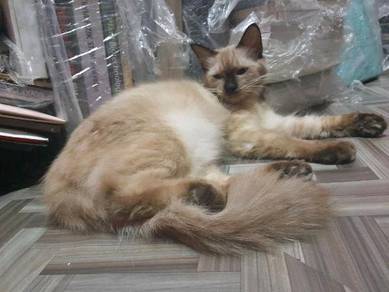 Maine coon persian mix - Almost anything for sale in Malaysia 