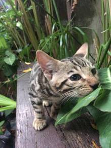 Anak kucing bengal - Pets for sale in Malaysia - Mudah.my