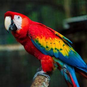 Burung Baby Scarlet Macaw Parrot Bird Jinak