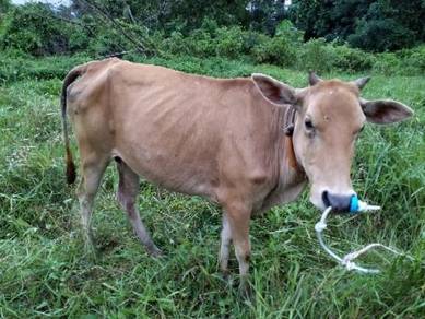 Lembu Untuk Almost Anything For Sale In Malaysia Mudah My