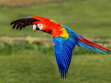 Burung Baby Scarlet Macaw Parrot Bird Jinak