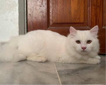 Kucing parsi - Pets for sale in Malaysia - Mudah.my