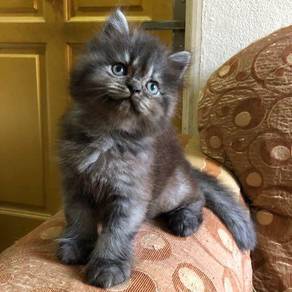 Anak kucing parsi - Pets for sale in Malaysia - Mudah.my