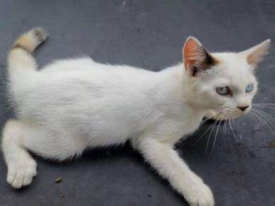 Kucing Persian Almost Anything For Sale In Malaysia Mudah My