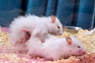 Syrian Hamster Almost Anything For Sale In Malaysia Mudah My