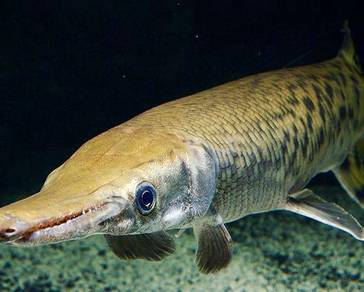 Alligator Gar Almost Anything For Sale In Malaysia Mudah My