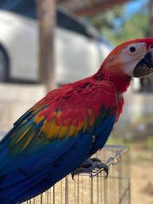 Burung Baby Scarlet Macaw Parrot Bird Jinak