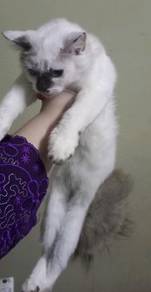 Pemborong Makanan Kucing Royal Canin Selangor, Malaysia, Kuala - jual
