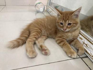 Mainecoon - Almost anything for sale in Malaysia - Mudah.my
