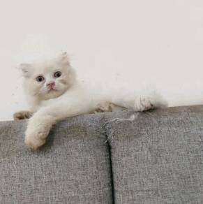 Anak kucing parsi - Pets for sale in Malaysia - Mudah.my