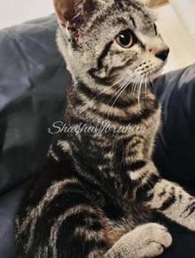 Kitten Bengal Pets For Sale In Malaysia Mudah My