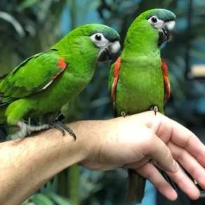 Burung Baby Hans Macaw Parrot Bird