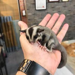 Sugar Glider Classic Grey + FREE Beg & Makanan