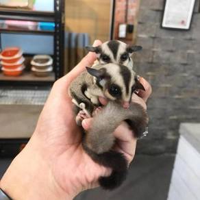 Sugar glider baru