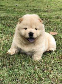 Chow Chow All Leisure Sports Hobbies For Sale In Malaysia Mudah My