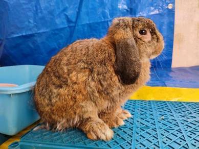 Rabbits arnab - Almost anything for sale in Malaysia - Mudah.my