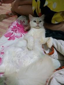 Kucing parsi siam - Pets for sale in Malaysia - Mudah.my