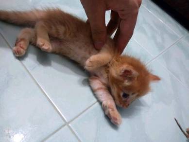 Kucing free - Pets for sale in Malaysia - Mudah.my